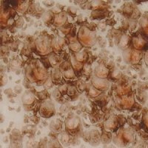 CG795 - Yadro Print